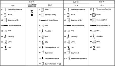 Ketone Monoester Supplementation Does Not Expedite the Recovery of Indices of Muscle Damage After <mark class="highlighted">Eccentric Exercise</mark>